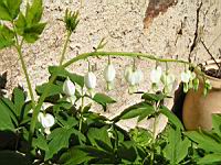 Coeur de Marie (4) (Photo F. Mrugala)